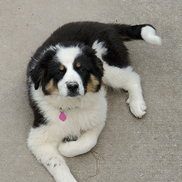 Meet your Posher, Megan - Picture 1 of 1